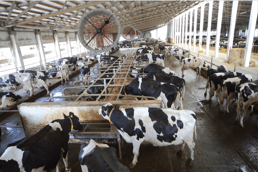 wentylatory agro AMA