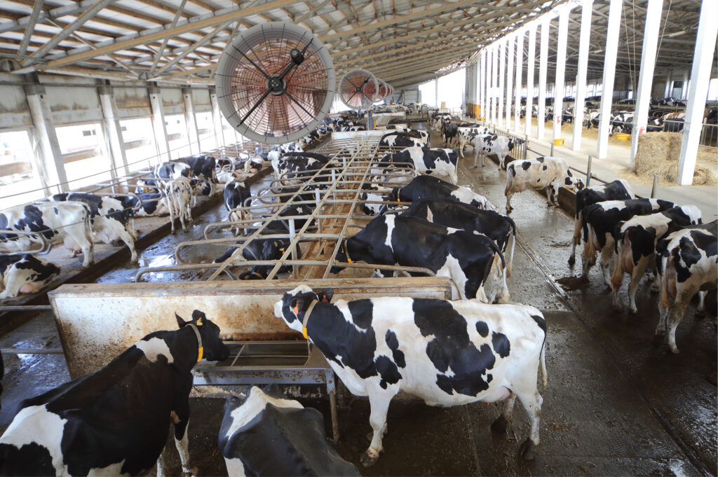 Wentylacja do obory Agro AMA