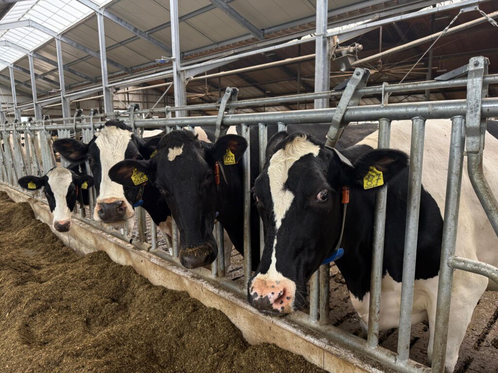 Wygrodzenia dla bydła - Agro AMA