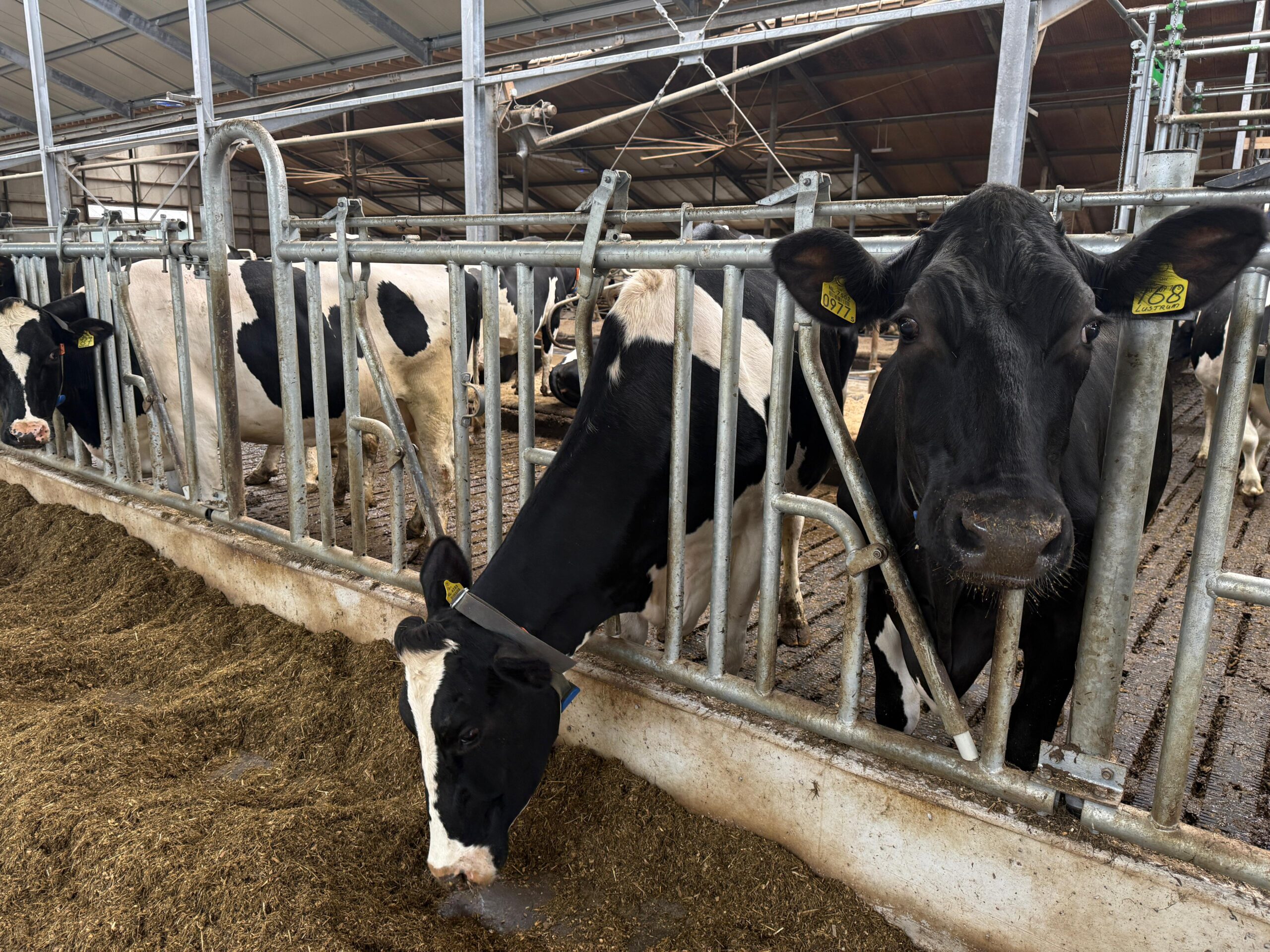 Wygrodzenia dla krów