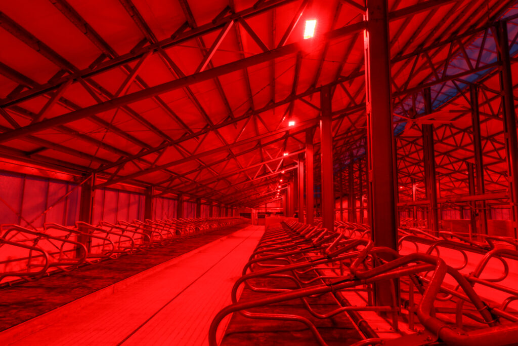 oświetlenie w oborze Agro AMA