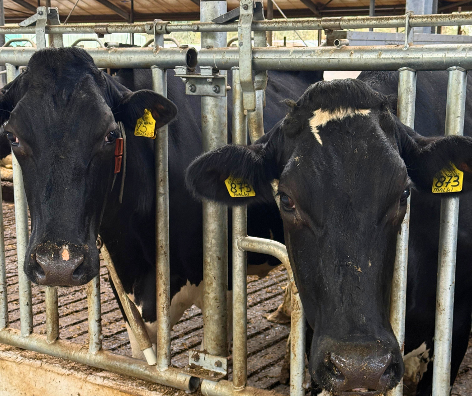 brama zatrzaskowa dla krów