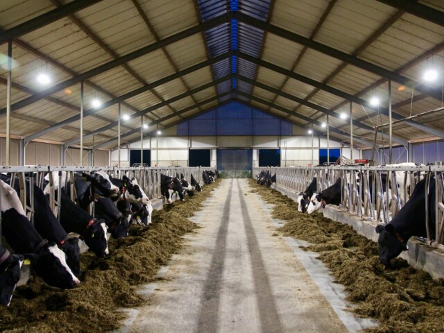 AgroAMA Oświetlenie dla krów do obory