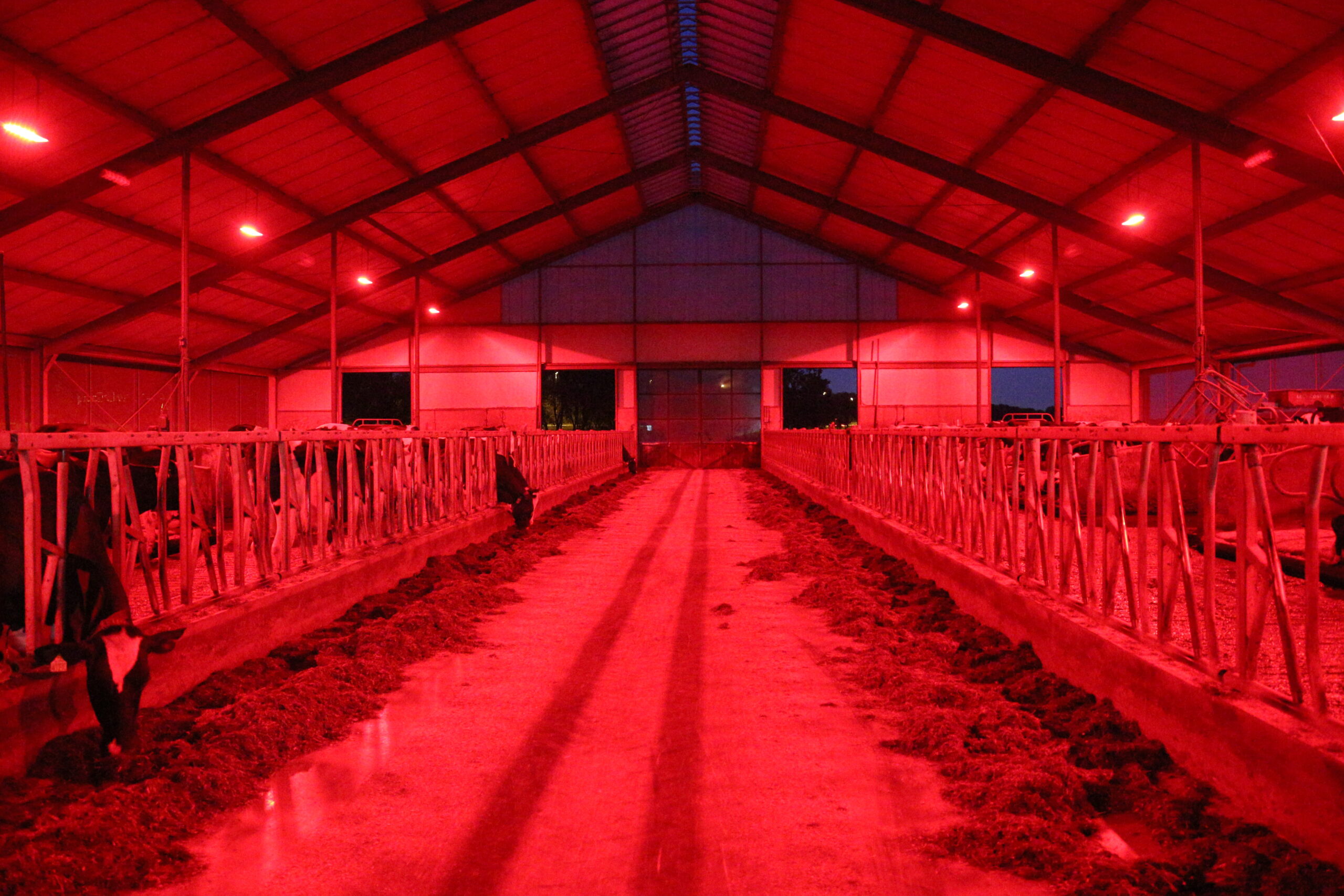 czerwone światło dla krów Agrilight